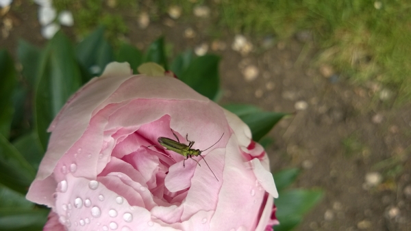 Bug